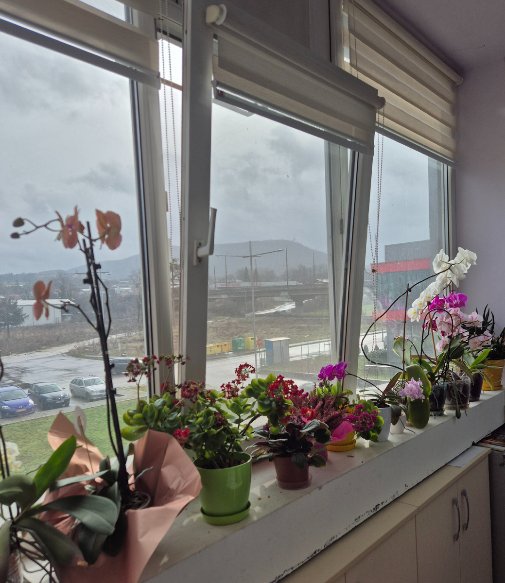 Вот такой радостный и яркий подоконник у девушек из бухгалтерии.