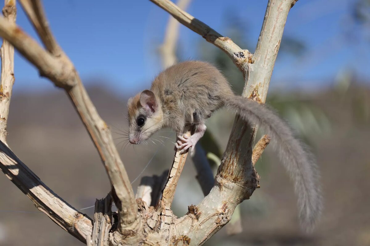 это вот такая чепуха - соня садовая
