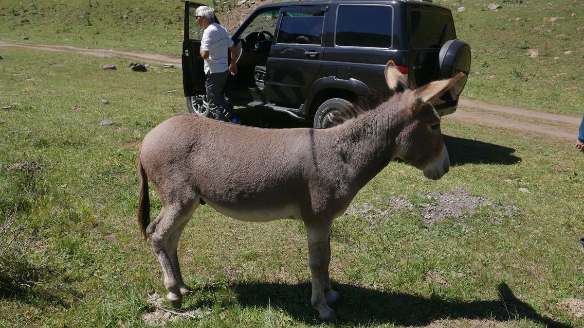 ДМС для животных