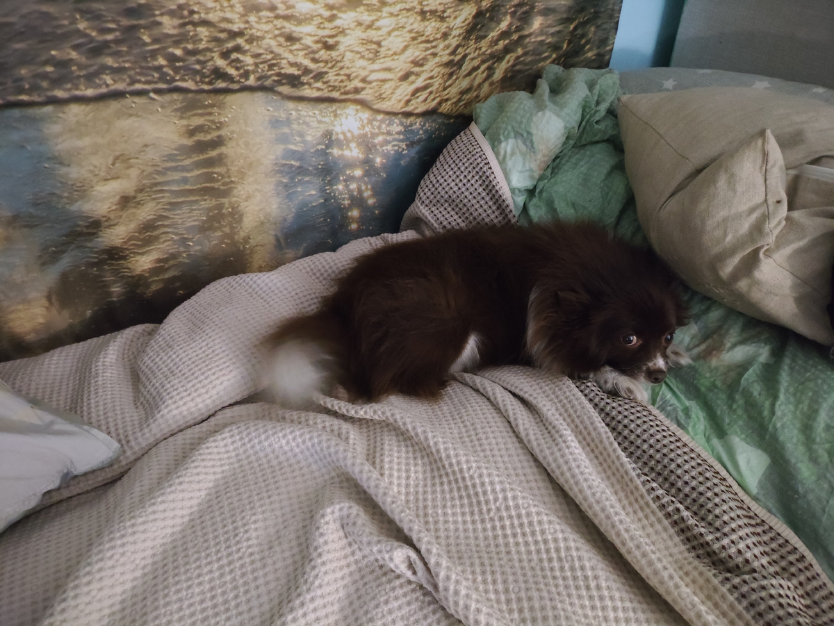 Понька закопалась в папину постельку, уже скучает...