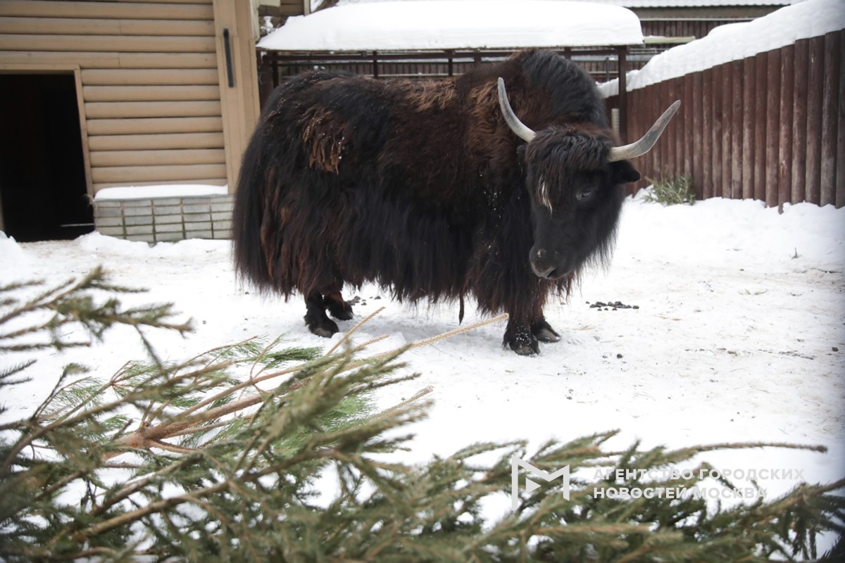 Фотограф: Артур Новосильцев