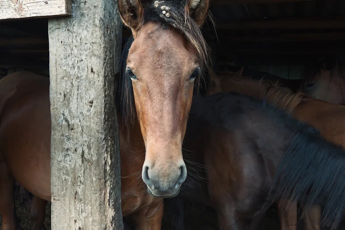 У жеребят, которые дольше были с матерью, лучше развивались ключевые участки мозга, отвечающие за социальные навыки и физиологические процессы. Фото: Alex_Klement GettyImages.