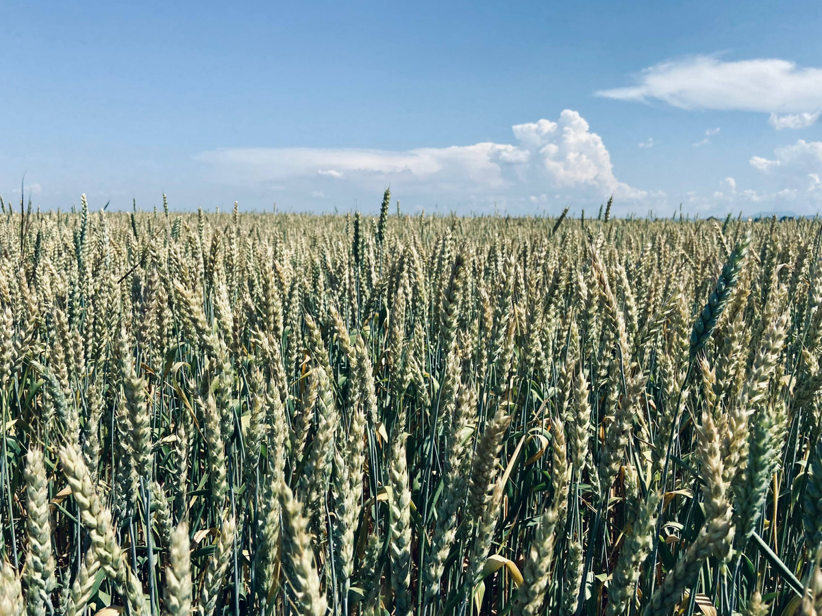 Источник: личный архив Антона Диденко