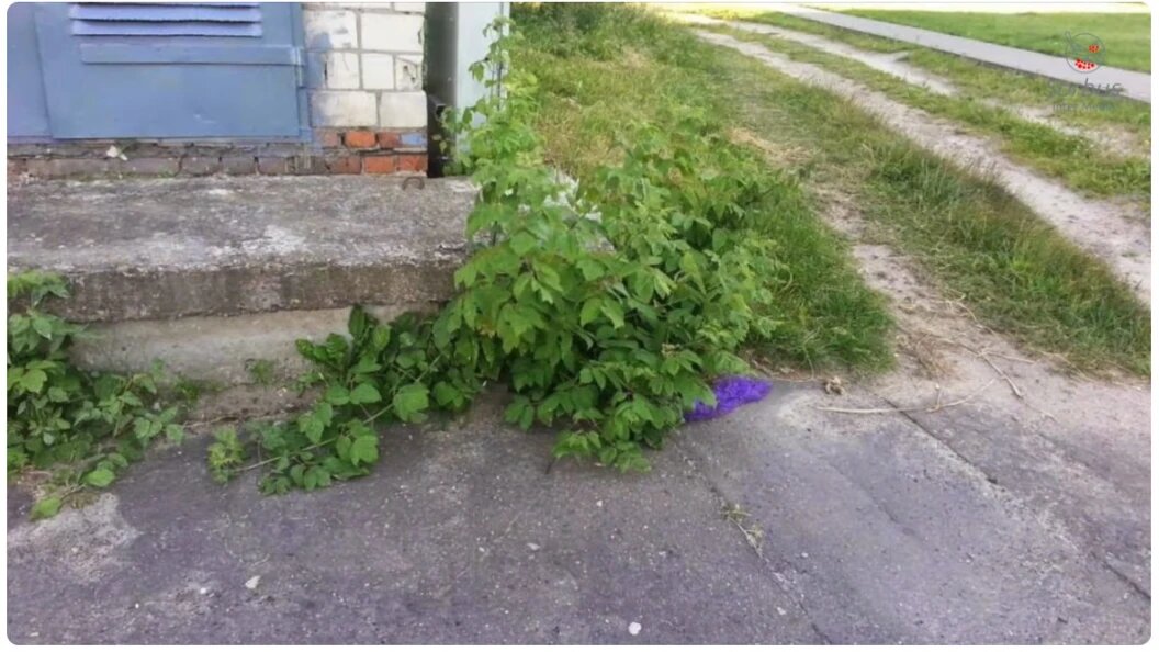    Скриншот: YouTube/@Евро-Плант