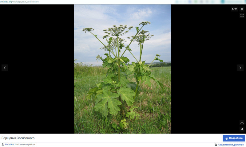    Борщевик Сосновского. Скриншот: Wikipedia