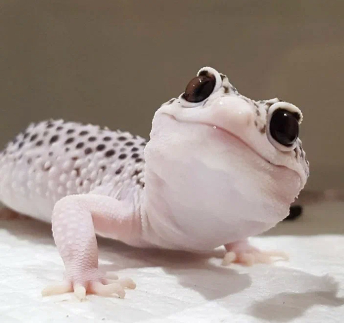 АААА КАКОЙ МИЛИИ><