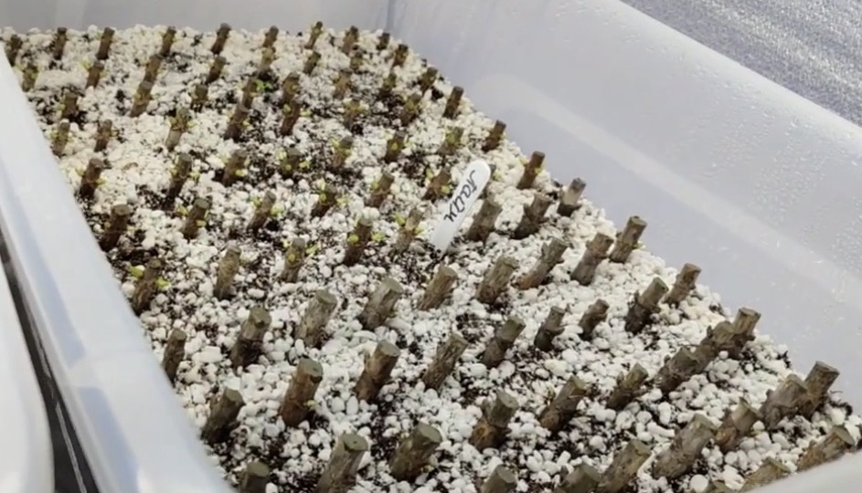 ✨ Ваше «Февральское золото»: Пошаговое руководство по черенкованию гортензии из одревесневших веток.