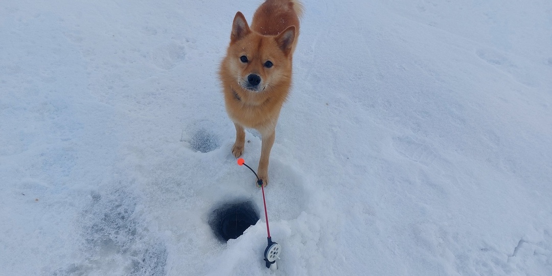 Корюшка. Комарово. Третий поход от Лайнера. 4.02.2026г.