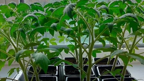 рассада томатов