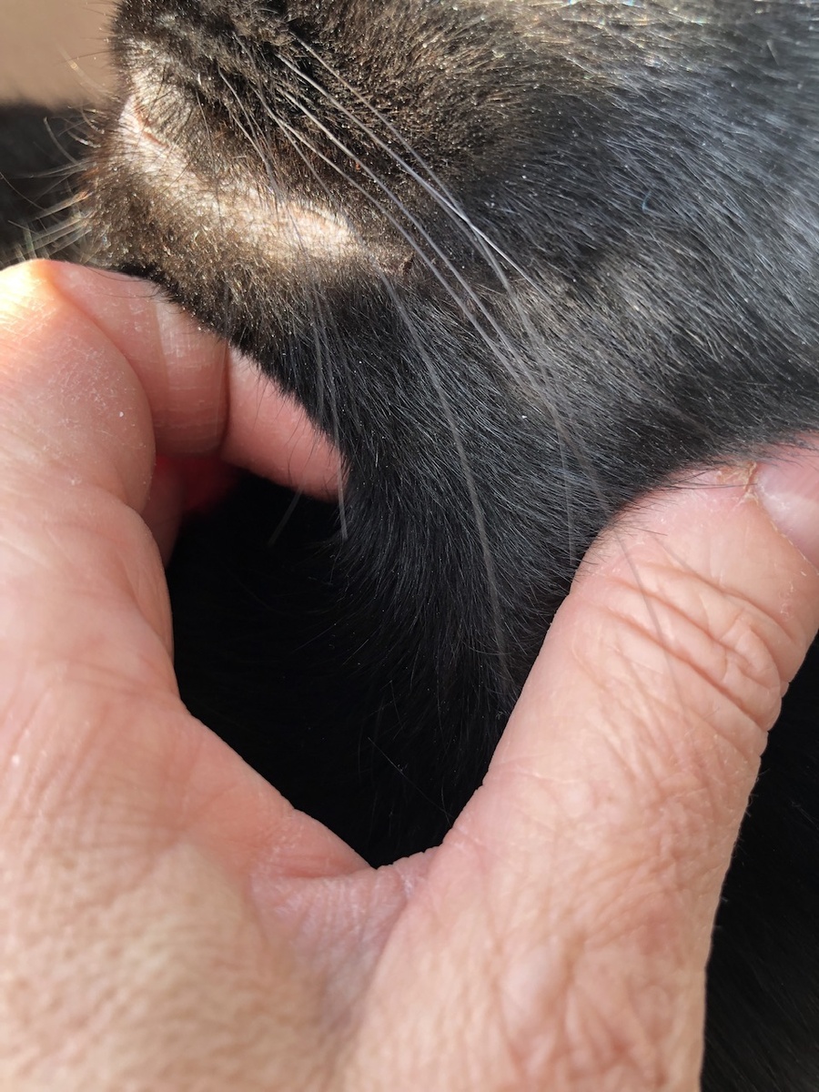 Вот наша ситуация на данный момент, еще есть корочки возле уголка рта.