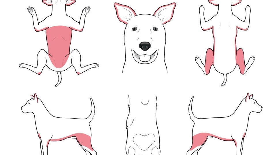 Больше не пойдем в ветклинику!