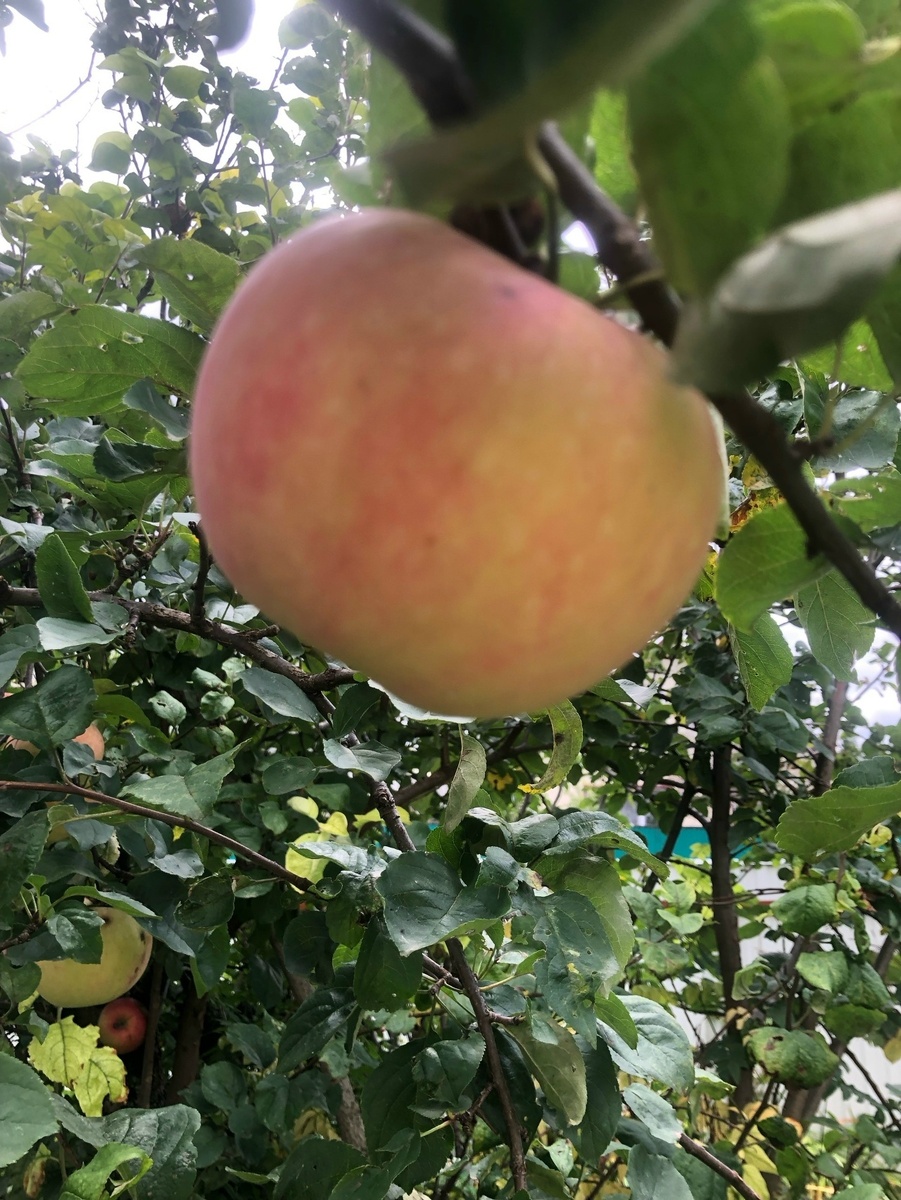     Ҡото осҡан ҡыҙ ике ҡуллап егеткә йәбеште...