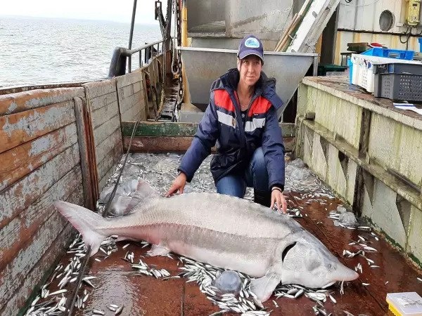 ❗️В Ростовской области могут разрешить вылов краснокнижного русского осетра
