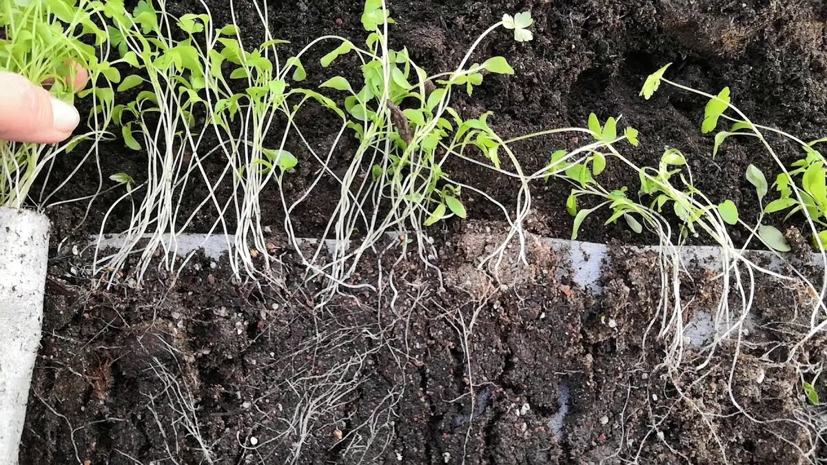 рассада петрушки