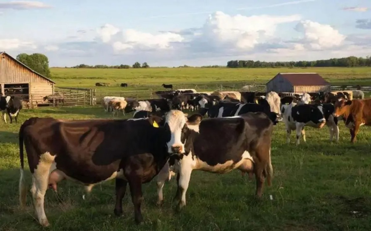    Более 56 млн рублей ущерба: экс-директор орловской «Красной Звезды» стал фигурантом дела о растрате Фото – GigaChat