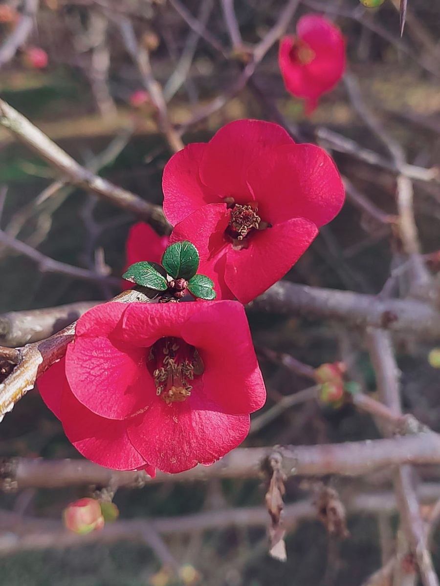    Фото: Telegram/Дендропарк «Южные культуры»- объект культурного наследия народов РФ регионального значения