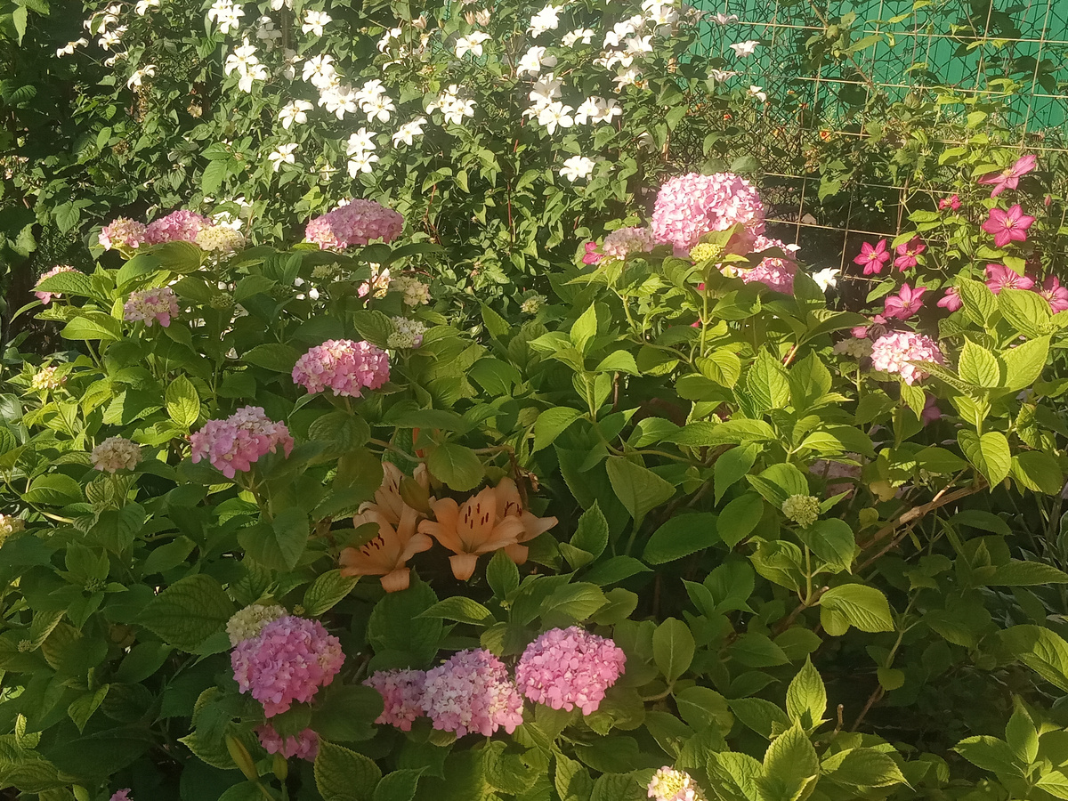 Крупнолистная гортензия лето 2023
