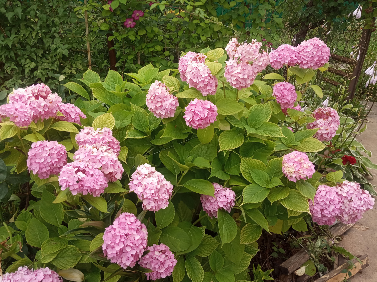 Крупнолистная гортензия лето 2024