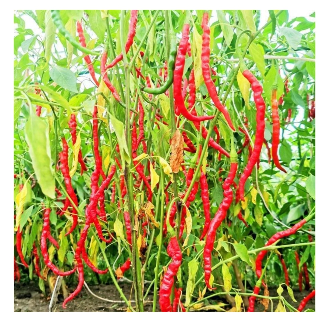 Химо тогараши .Фото из интернета.