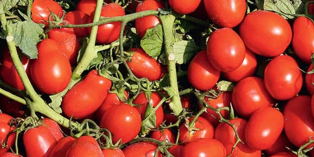 Крупные, сладкие, без фитофтороза: 5 проверенных сортов томатов для открытого грунта в 2026 году, дадут урожай даже при плохой погоде