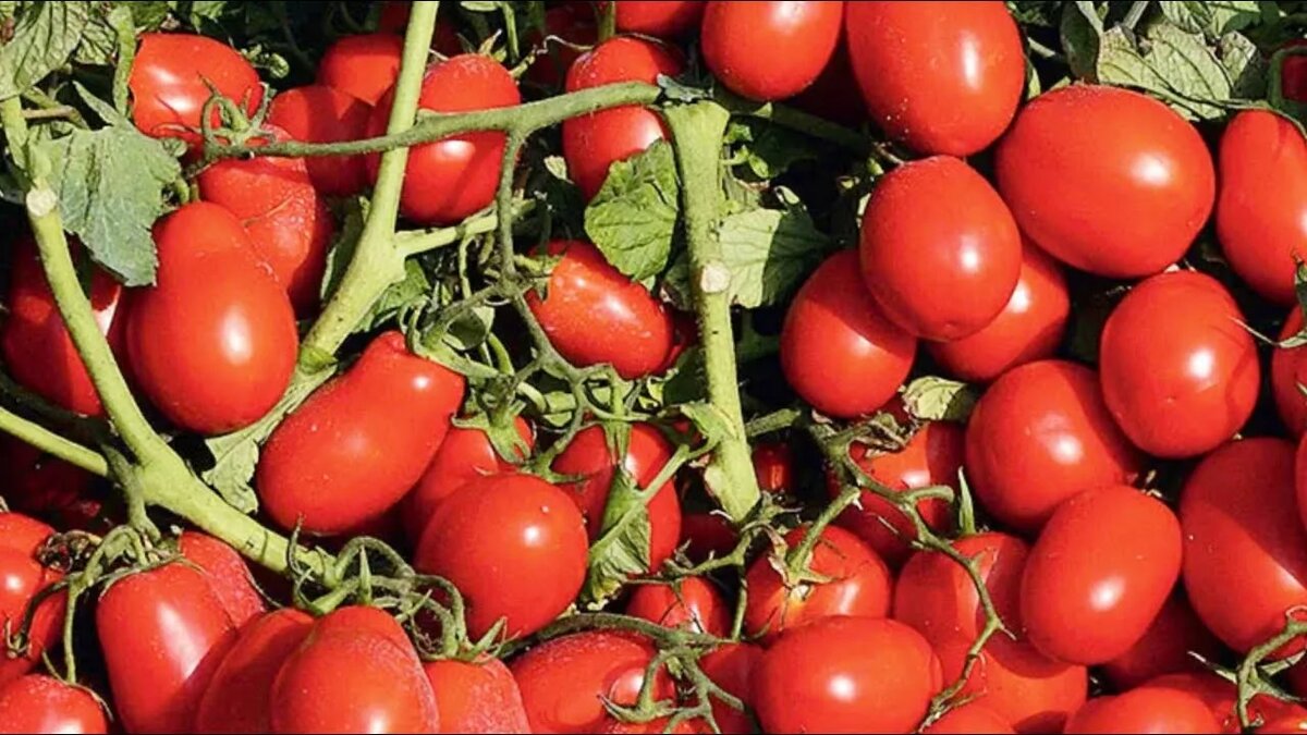 томаты для открытого грунта