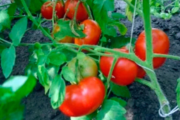 Сорт «Сибиряк»