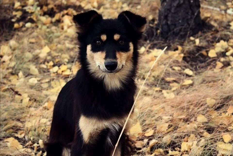 Верный ЭШ. https://vk.com/@planetkaland-prizhimalas-chtoby-sogret-alpinist-7-dnei-zhdal-spaseniya-v