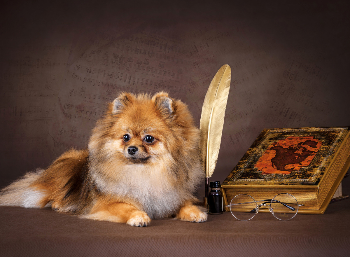 Изображение странной собачки из открытых источников