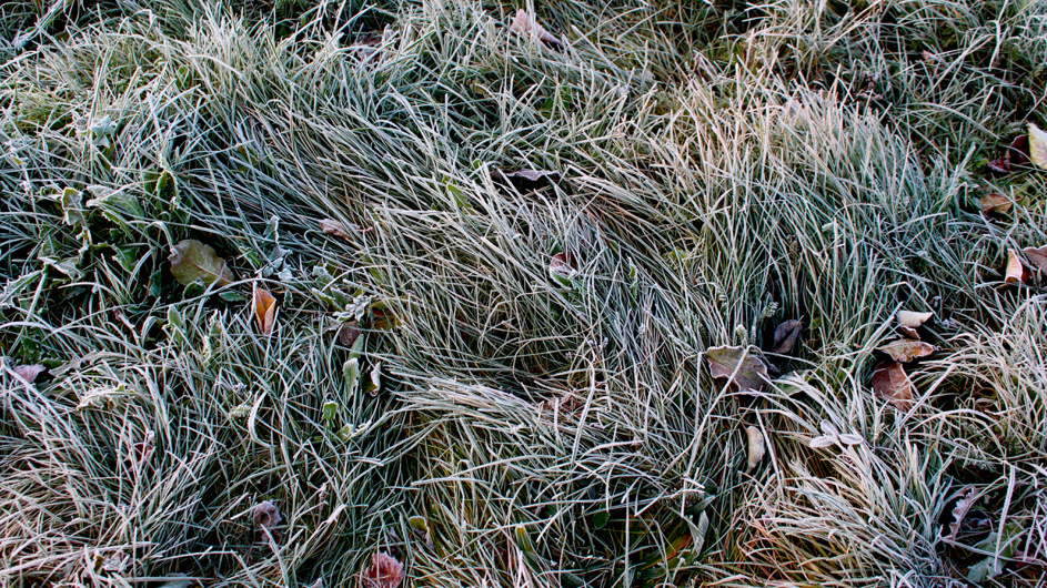 Ледяной корки на газоне зимой скорее всего не избежать, но можно предотвратить гибель растений