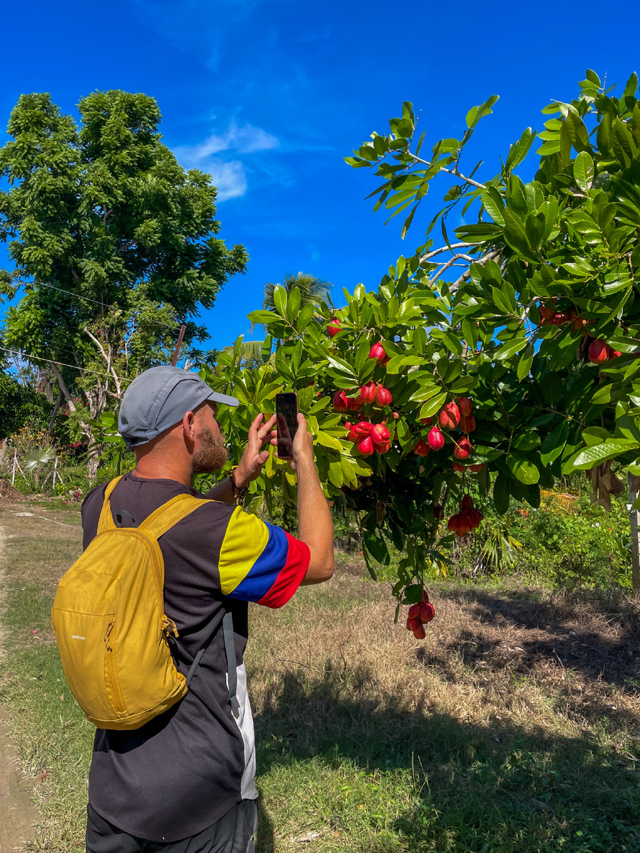 Фотографирует местный фрукт «аки»