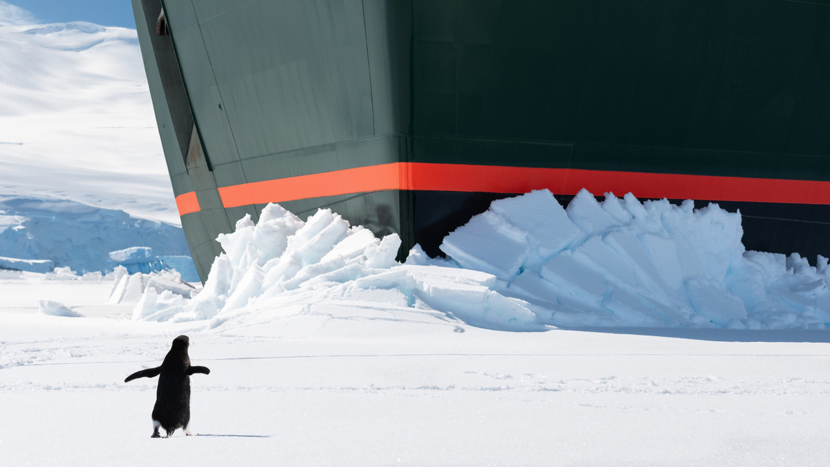     Фото: Nancy Pauwels/Shutterstock/FOTODOM Мем про пингивна появился из документального фильма режиссера Вернера Херцога «Встречи на краю света»