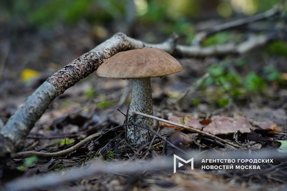 Фотограф: Александр Авилов