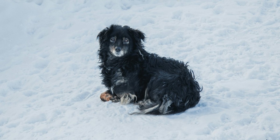 Тонкий лед, быстрая реакция: как в Ленобласти спасли провалившуюся в реку собаку