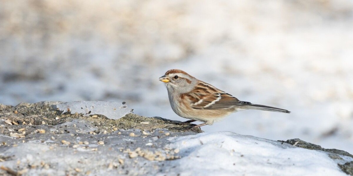 Перепись воробьев очень важна. Источник: Freepik📷
