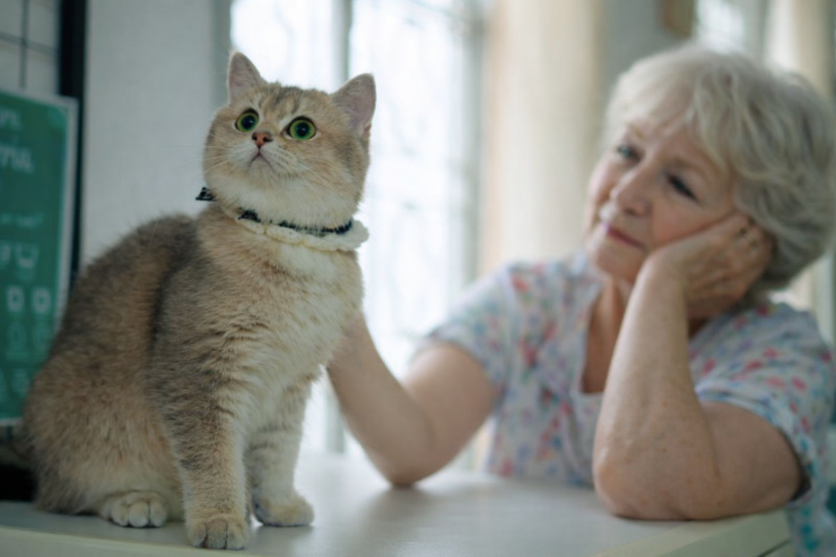 Любят ли кошки людей