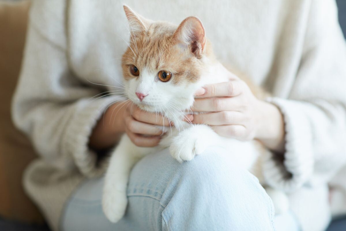 Кошка на коленях