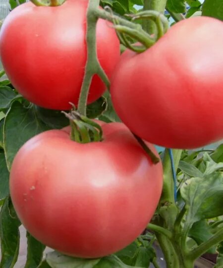 Томат Чепецкий: ранний урожай и неприхотливость для открытого грунта