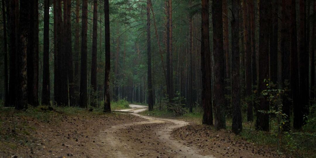 Караканский бор (красоты НСО)