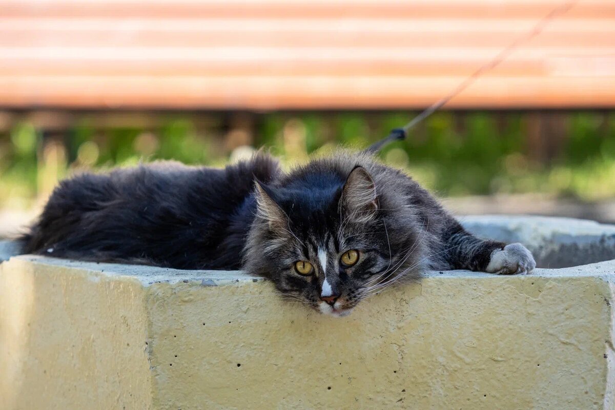 Содержание кошек обходится россиянам значительно дешевле, чем собак, и в этом одна из причин их популярности. Фото: Александр Плонский / "Питомцы".
