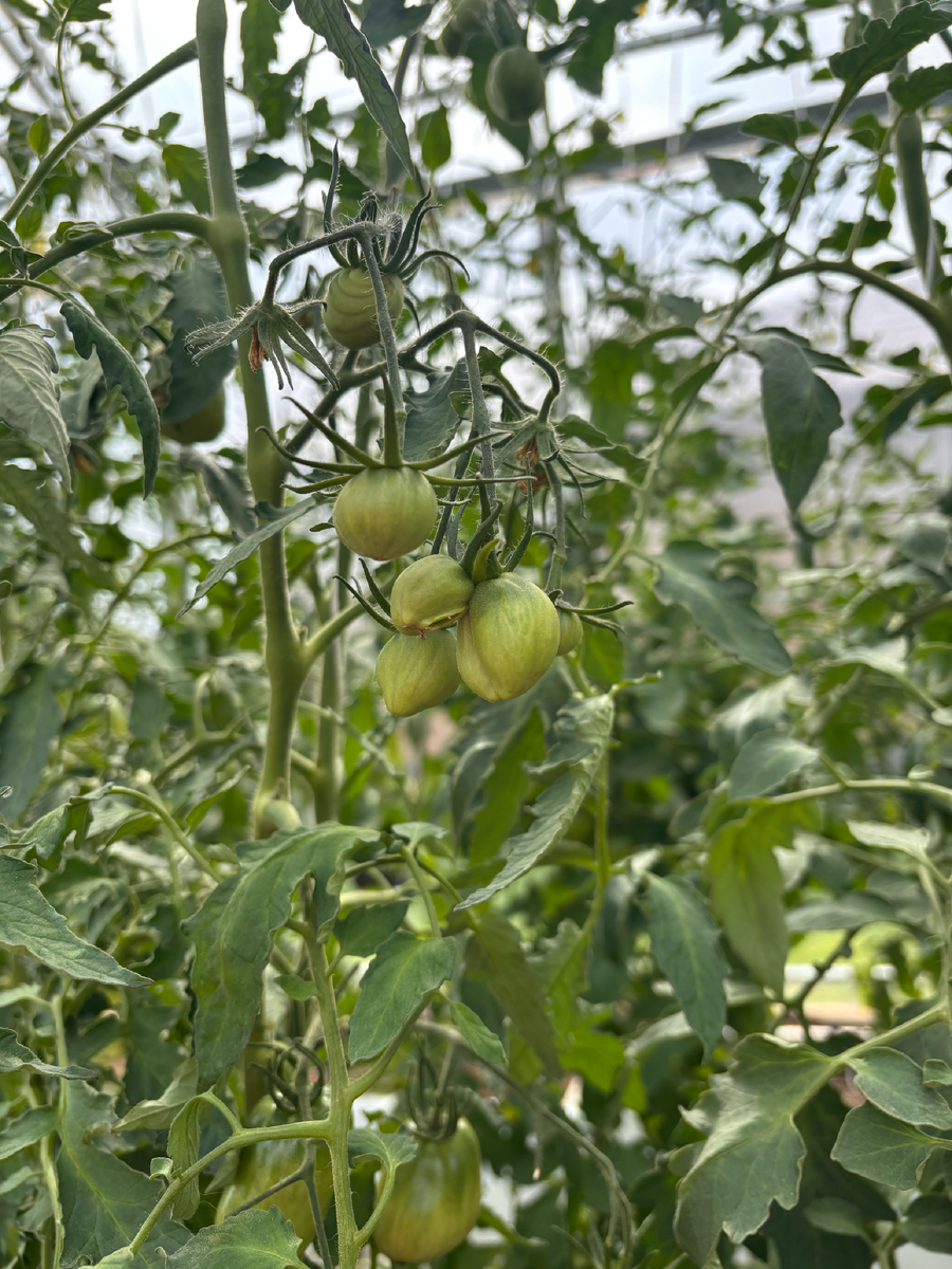 25 июня - раздвоенный помидор