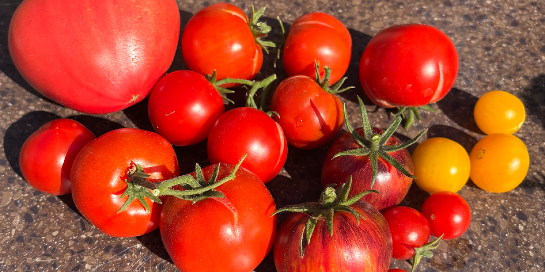 🍅Томаты сезона 2025, которые идут в новый сезон! 🏃‍♀️