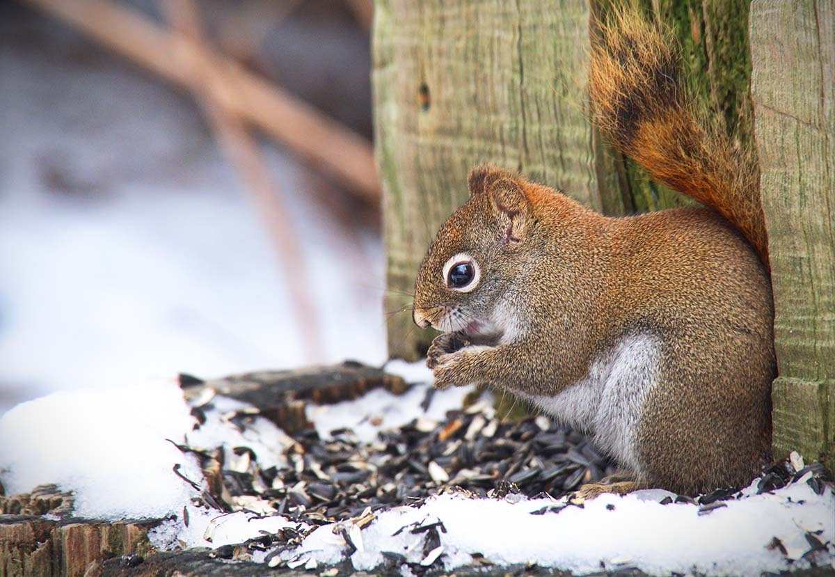6 февраля — день Аксиньи Весноуказательницы: что можно и нельзя делать / stocksnap