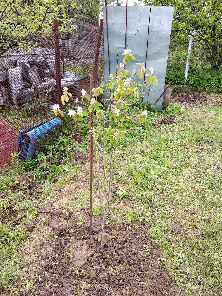 Первое посаженное дерево на даче, кстати потом мы его пересадили.