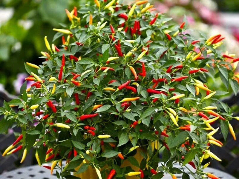 острый перец