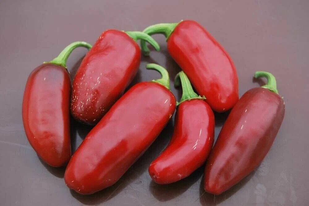 Сорт «Халапеньо»