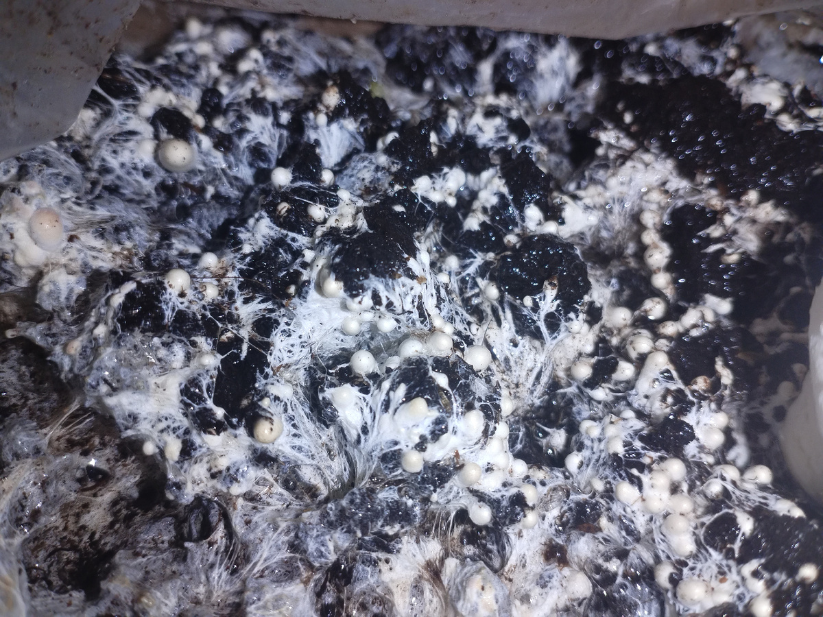 Грибница идет в рост