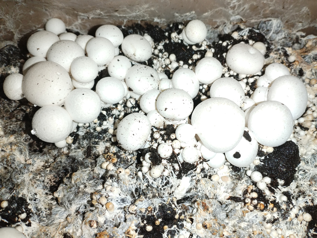 грибочки активно растут