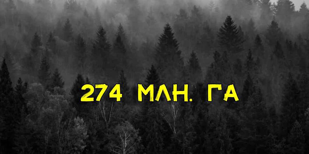 Почему лиственница стоит так дорого, хотя это самое массовое дерево в России
