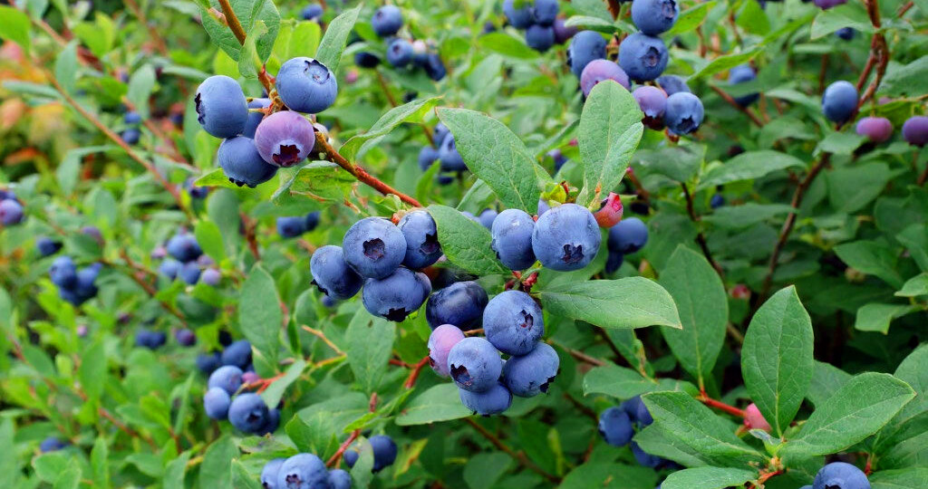 Голубика на даче в Средней полосе России — это не экзотика