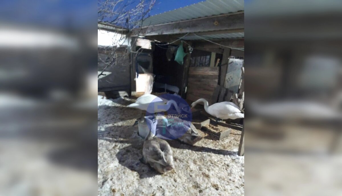    Фото: ТГ канала «БАТАЙСК ГОРОД»